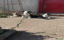 Border Collie dogs for sale: Border Collie Puppies – Ready Now - Image 2