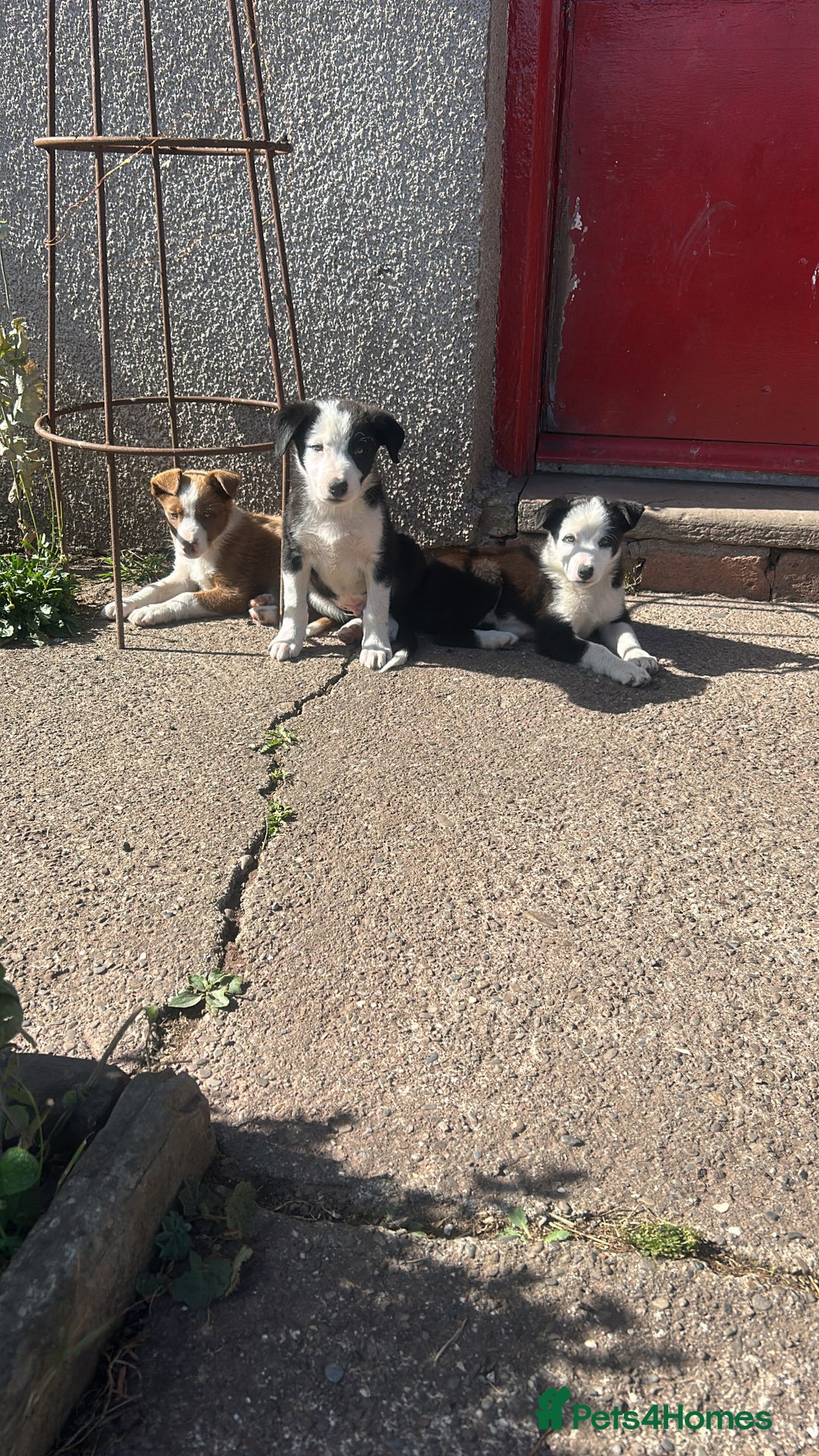 Border Collie dogs for sale: Border Collie Puppies – Ready Now - Image 2
