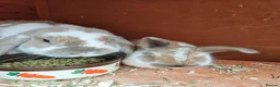 Mini Lop rabbits for sale: Mother & Bunnie for sale together  - Advert 17