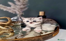 British Shorthair cats for sale: Blue eyed Silver tabby shaded BSH x Russian blue  - Image 1