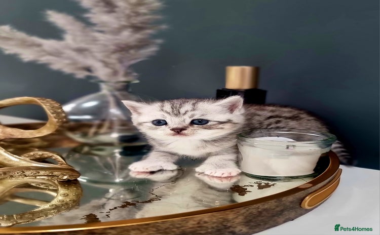British Shorthair cats - Advert 2