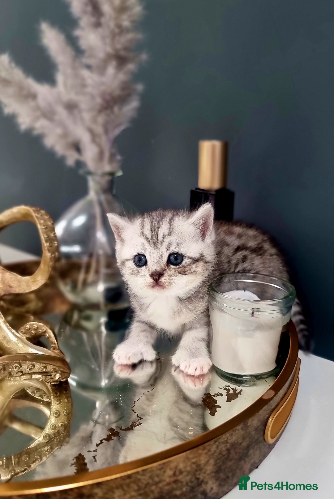 British Shorthair cats for sale: Blue eyed Silver tabby shaded BSH x Russian blue  - Image 1