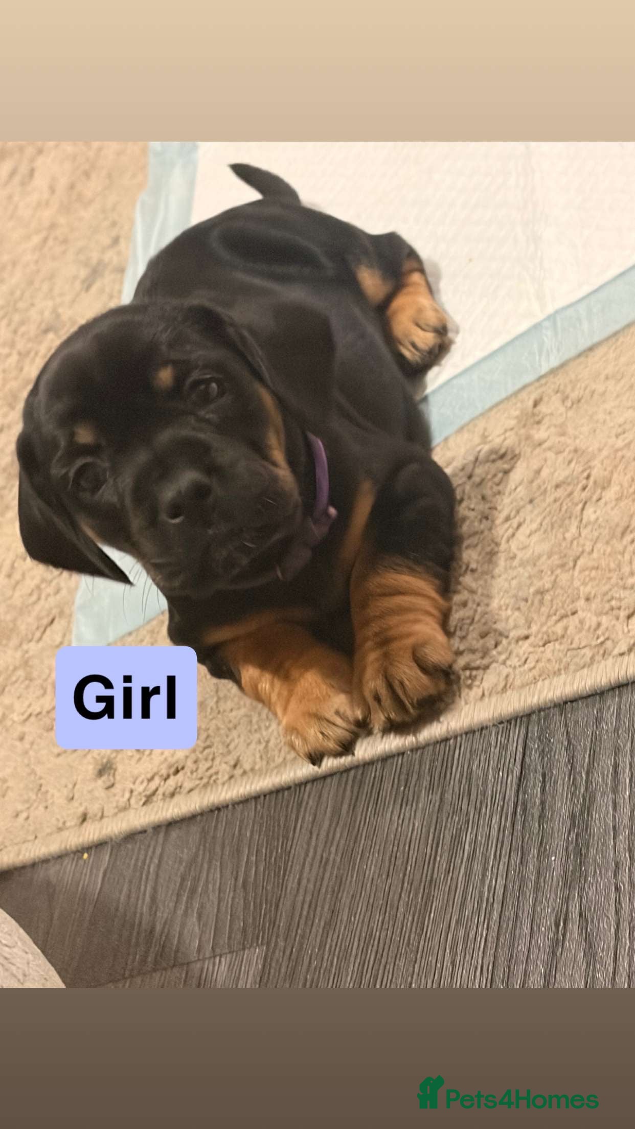 Mixed Breed dogs Frocker puppies - Advert 10