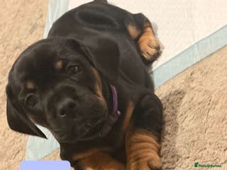 Mixed Breed dogs Frocker puppies - Advert 16