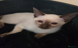 Siamese cats for sale: REDUCED 12 week old little chocolate point girl  in Bradford - Image 4