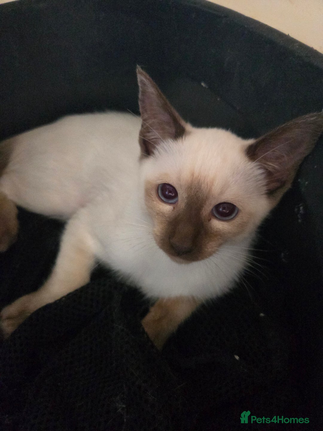 Siamese cats for sale: REDUCED 12 week old little chocolate point girl  in Bradford - Image 4