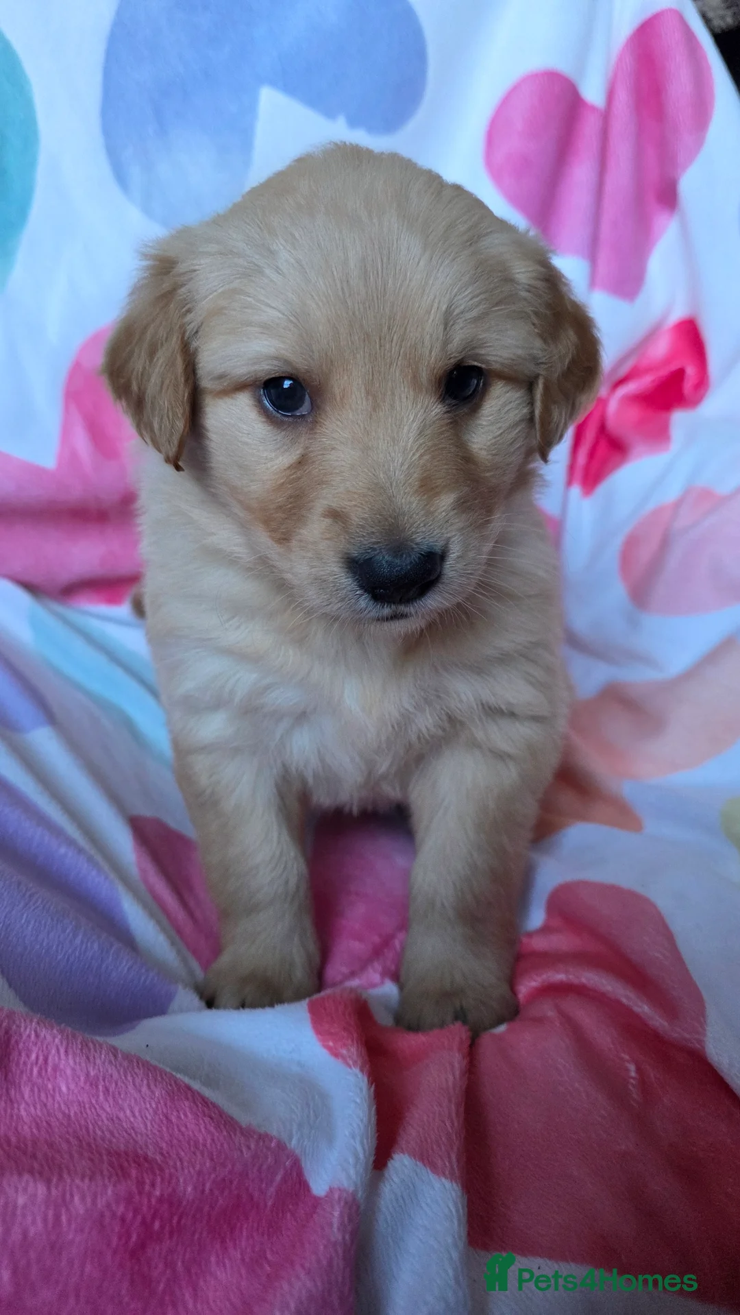 Mixed Breed dogs for sale: Golden shepherds - Advert 28