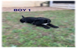 Patterdale Terrier dogs for sale: Patterdale terriers  - Image 4