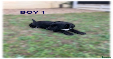 Patterdale Terrier dogs - Advert 4