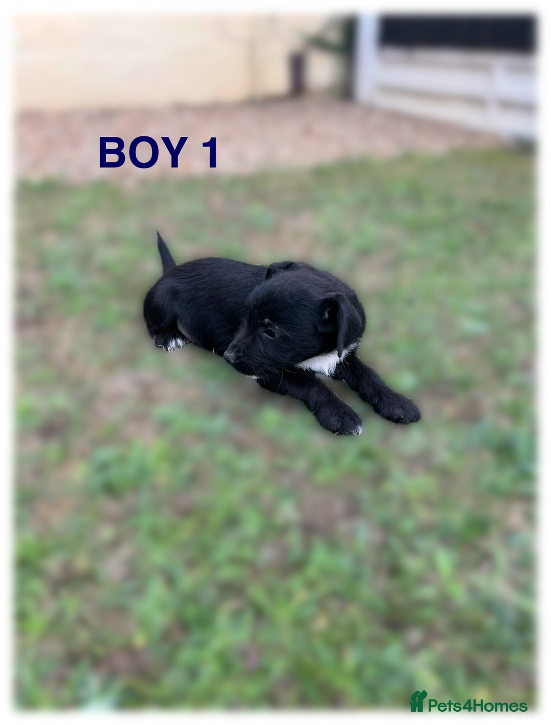 Patterdale Terrier dogs for sale: Patterdale terriers  - Image 4