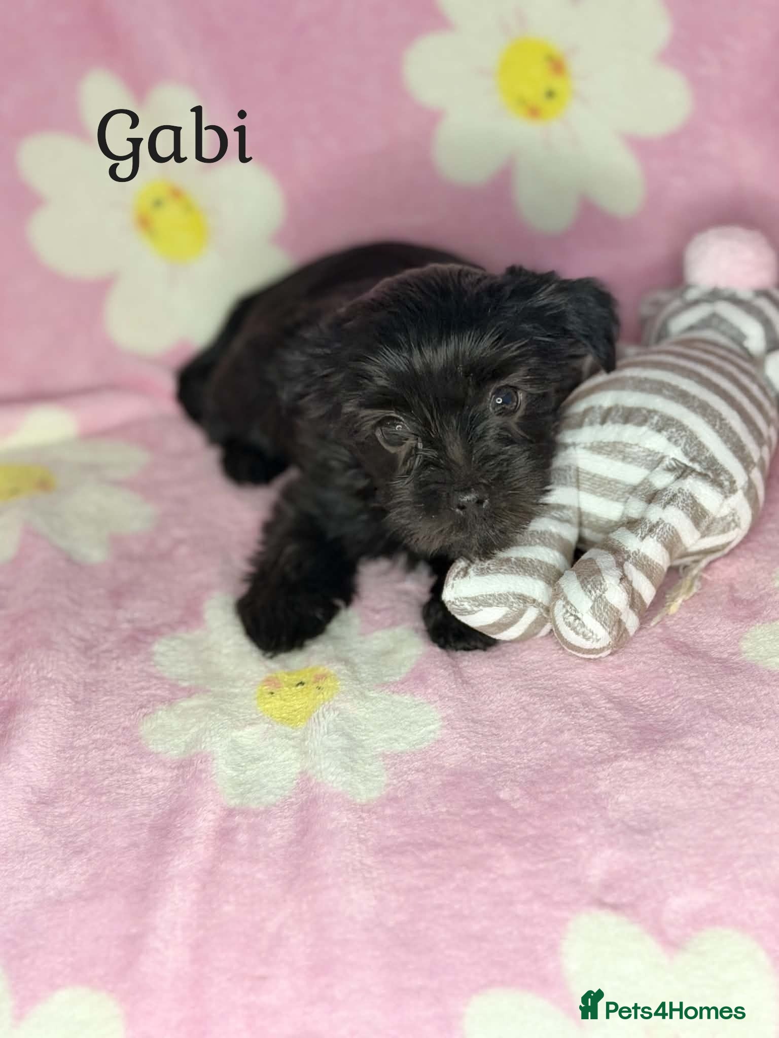 Yorkshire Terrier dogs Girls-Black Gorgeous Yorkshire Terrier-Ready 14.08 - Advert 16