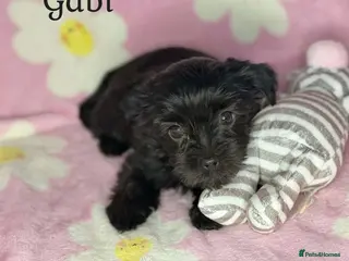 Yorkshire Terrier dogs Girls-Black Gorgeous Yorkshire Terrier-Ready 14.08 - Advert 16