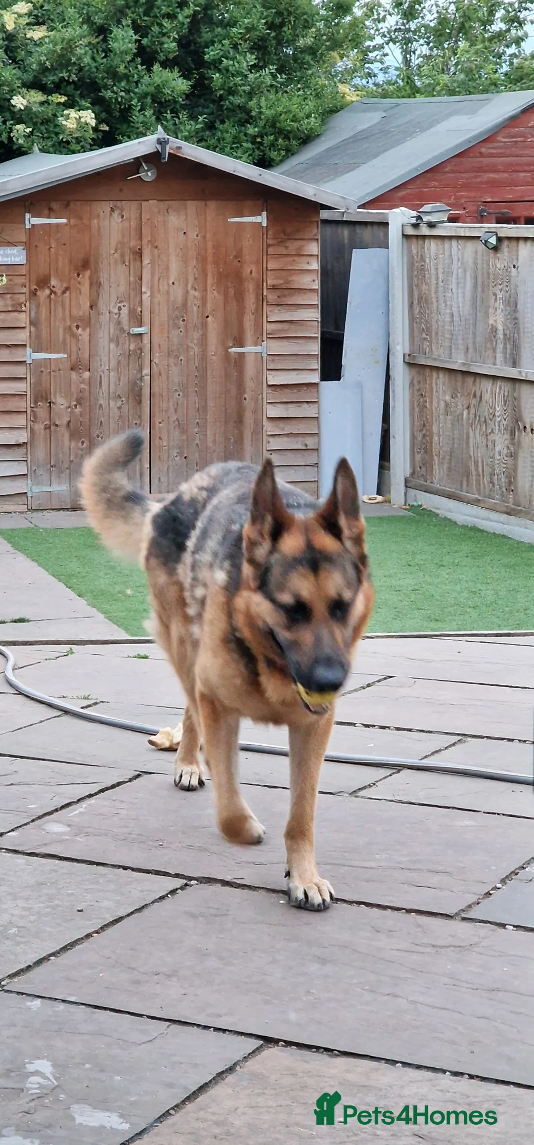 German Shepherd dogs for sale: 🐾 German Shepherd (Male - 2 years) 🐾 - Advert 6