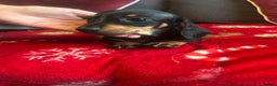 Miniature Dachshund dogs for sale: Miniature dachshund puppy’s  - Advert 4