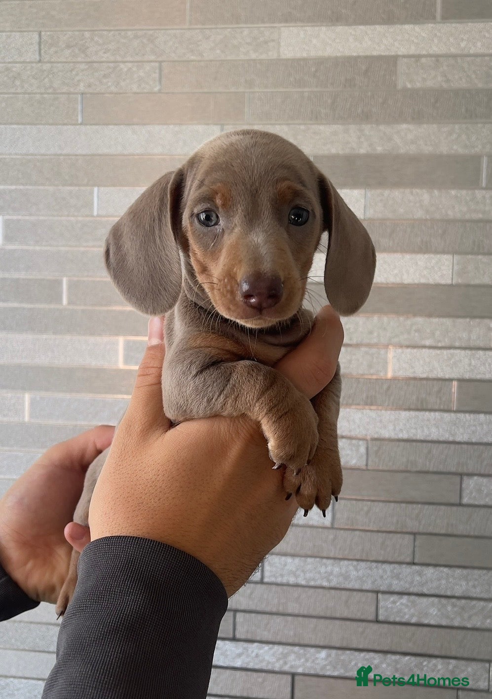 Miniature Dachshund dogs Quality long hair & smooth miniature Daxi puppy’s - Advert 18