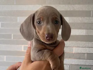 Miniature Dachshund dogs Quality long hair & smooth miniature Daxi puppy’s - Advert 17