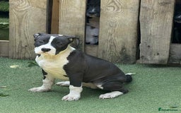 Mixed Breed dogs for sale: Big sale !!!!! 400£ - Image 6