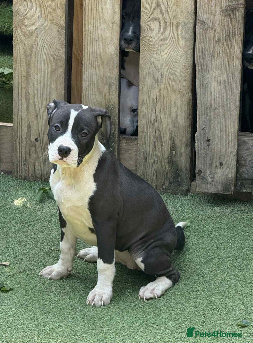 Mixed Breed dogs for sale: Big sale !!!!! 400£ - Image 6