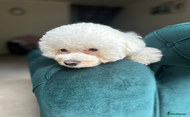 Bichon Frise dogs - Advert 1