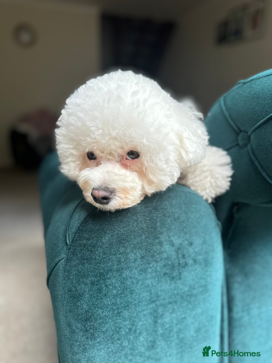 Bichon Frise dogs for sale: Duke  - Image 1