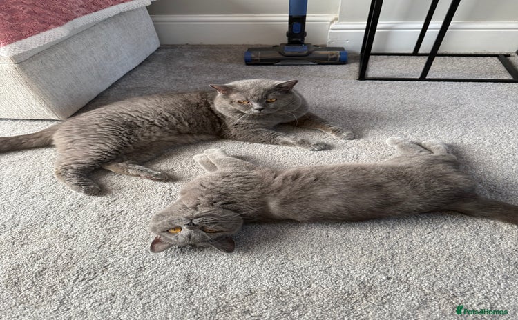British Shorthair cats - Advert 14