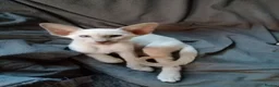 Oriental cats for sale: Oriental Siamese kittens gccf - Advert 9