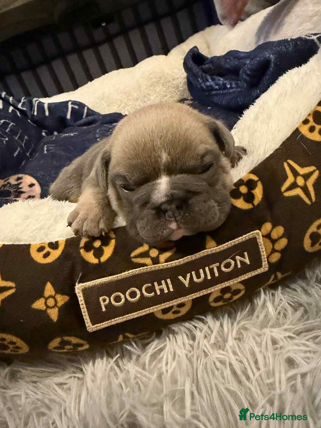 Mixed Breed dogs for sale: 3/4 English bulldog x 1/4 French bulldog - Advert 5