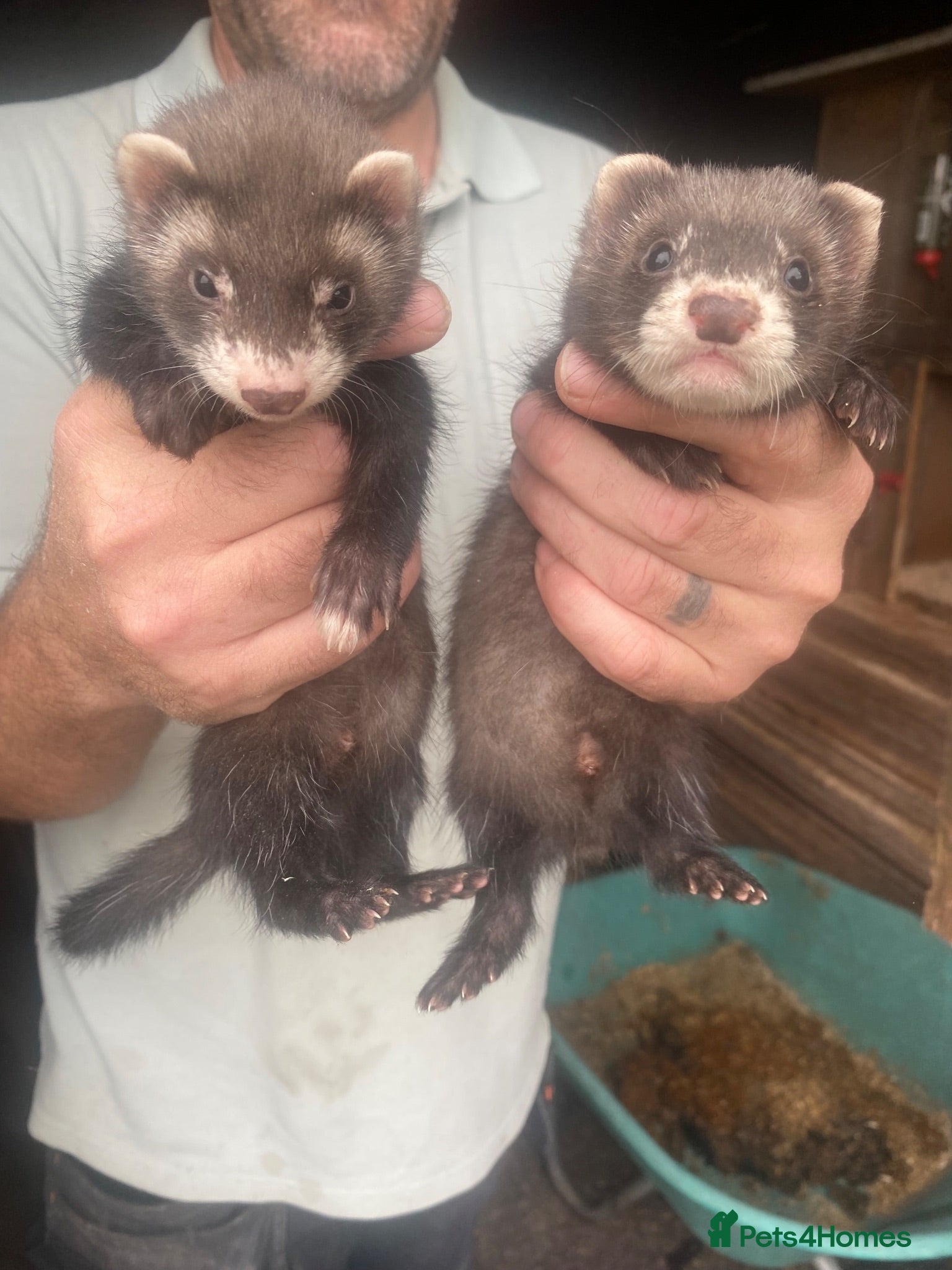 Mixed Breed livestock Ferrets and polecats - Advert 1