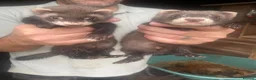 Mixed Breed livestock for sale: Ferrets and polecats in Heywood - Advert 1