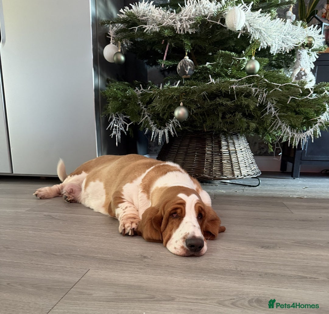 Basset Hound dogs for sale: Pregnancy Confirmed - KC Basset Pups  - Advert 1