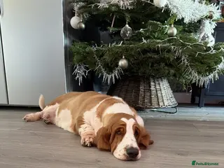 Basset Hound dogs Pregnancy Confirmed - KC Basset Pups - Advert 5