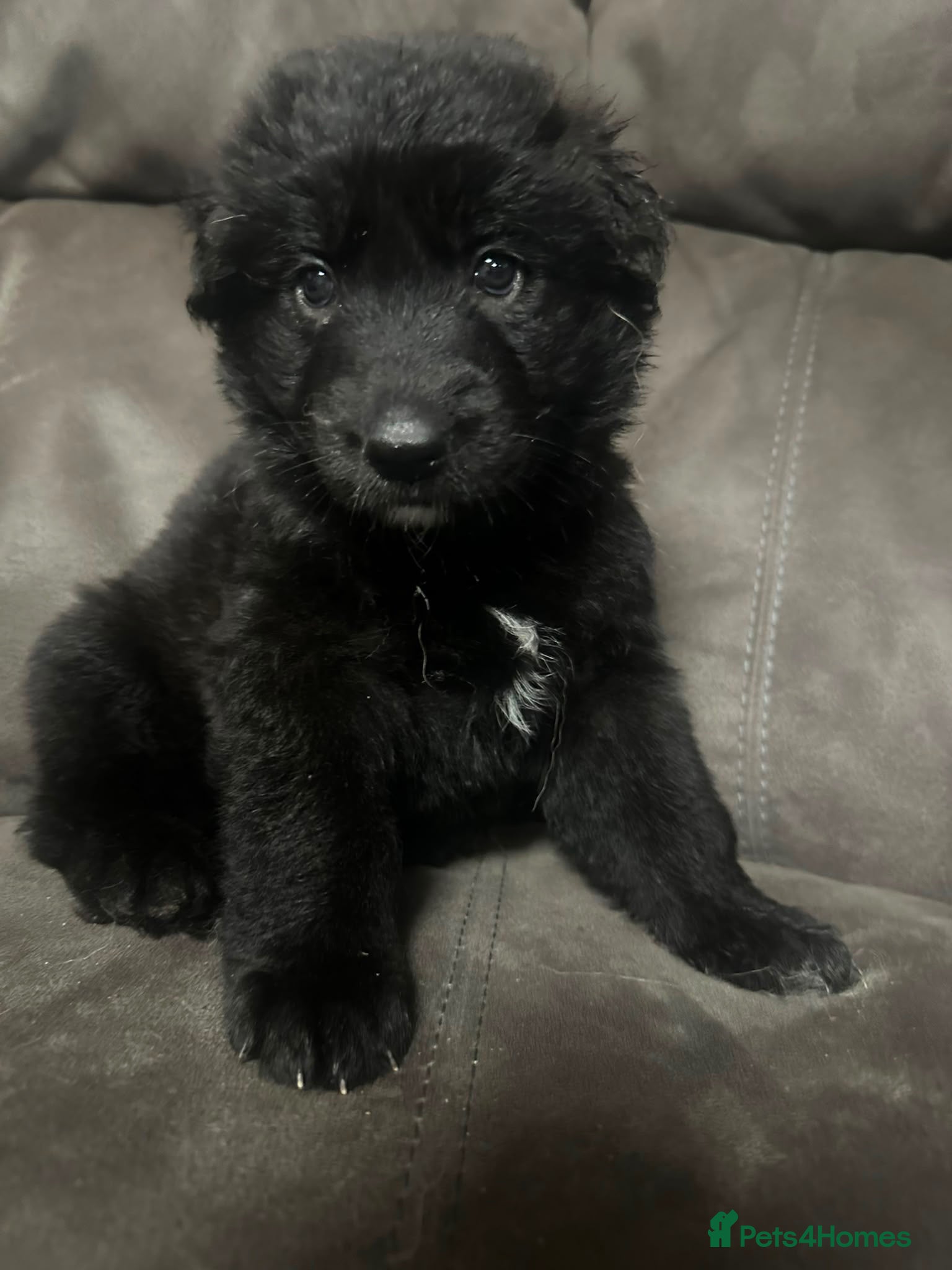 German Shepherd dogs 11 beautiful German shepherd puppies  - Advert 8