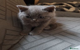 British Shorthair cats for sale: British short hair  - Image 12