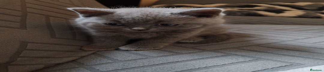 British Shorthair Kitten 2