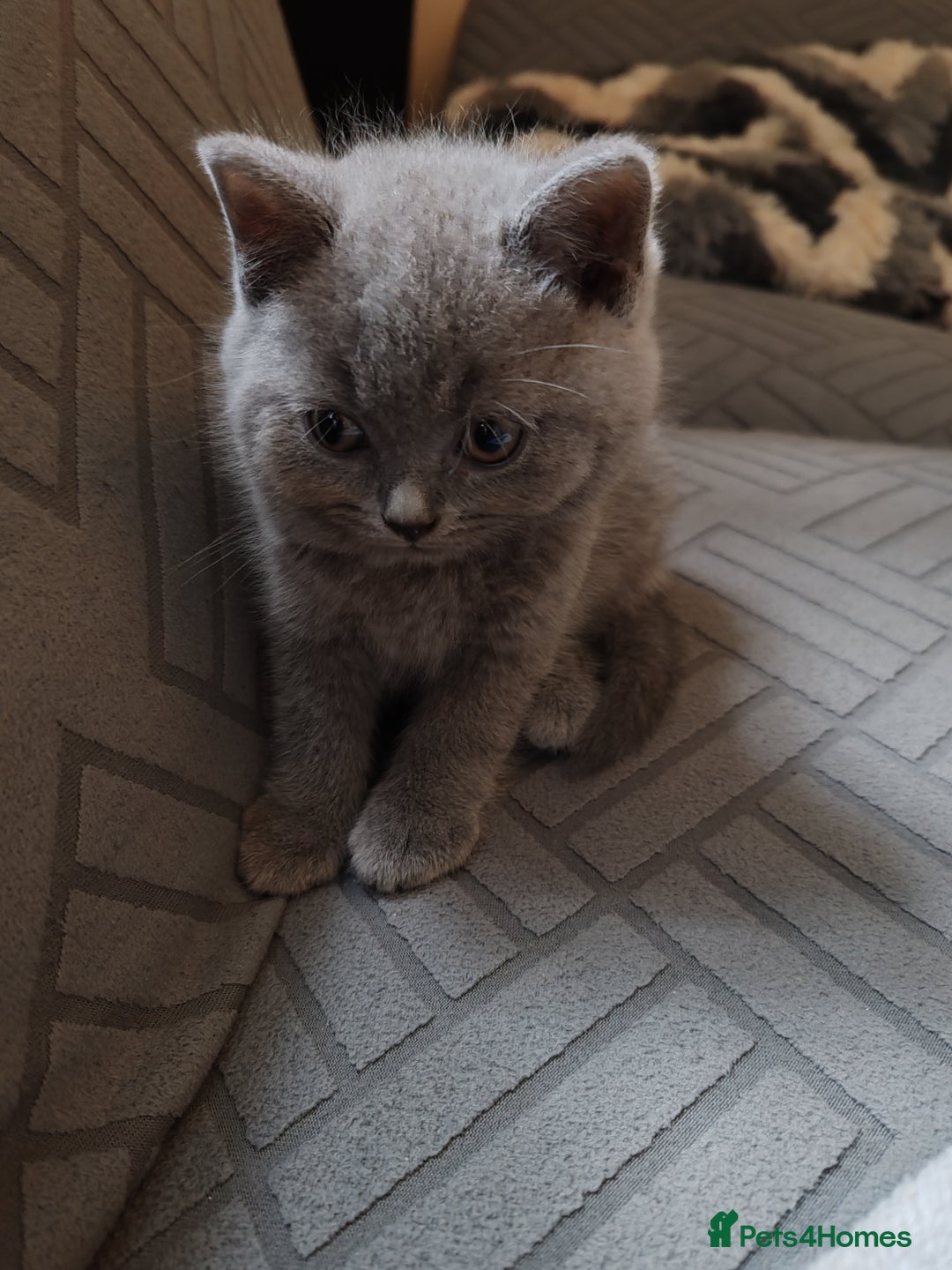 British Shorthair cats for sale: British short hair  - Image 12