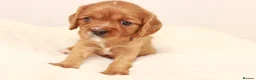 Cavalier King Charles Spaniel dogs for sale: Beautiful two puppies left ready now :)  - Advert 11