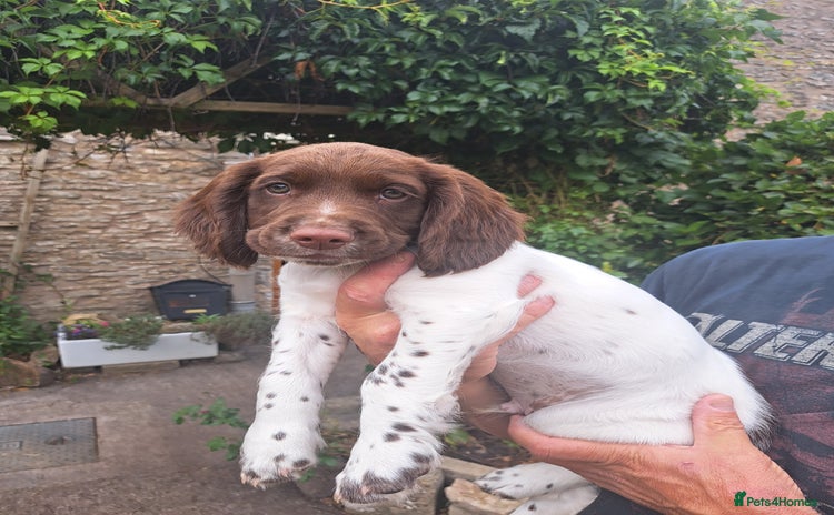 English Springer Spaniel dogs in Shepton Mallet - Advert 17