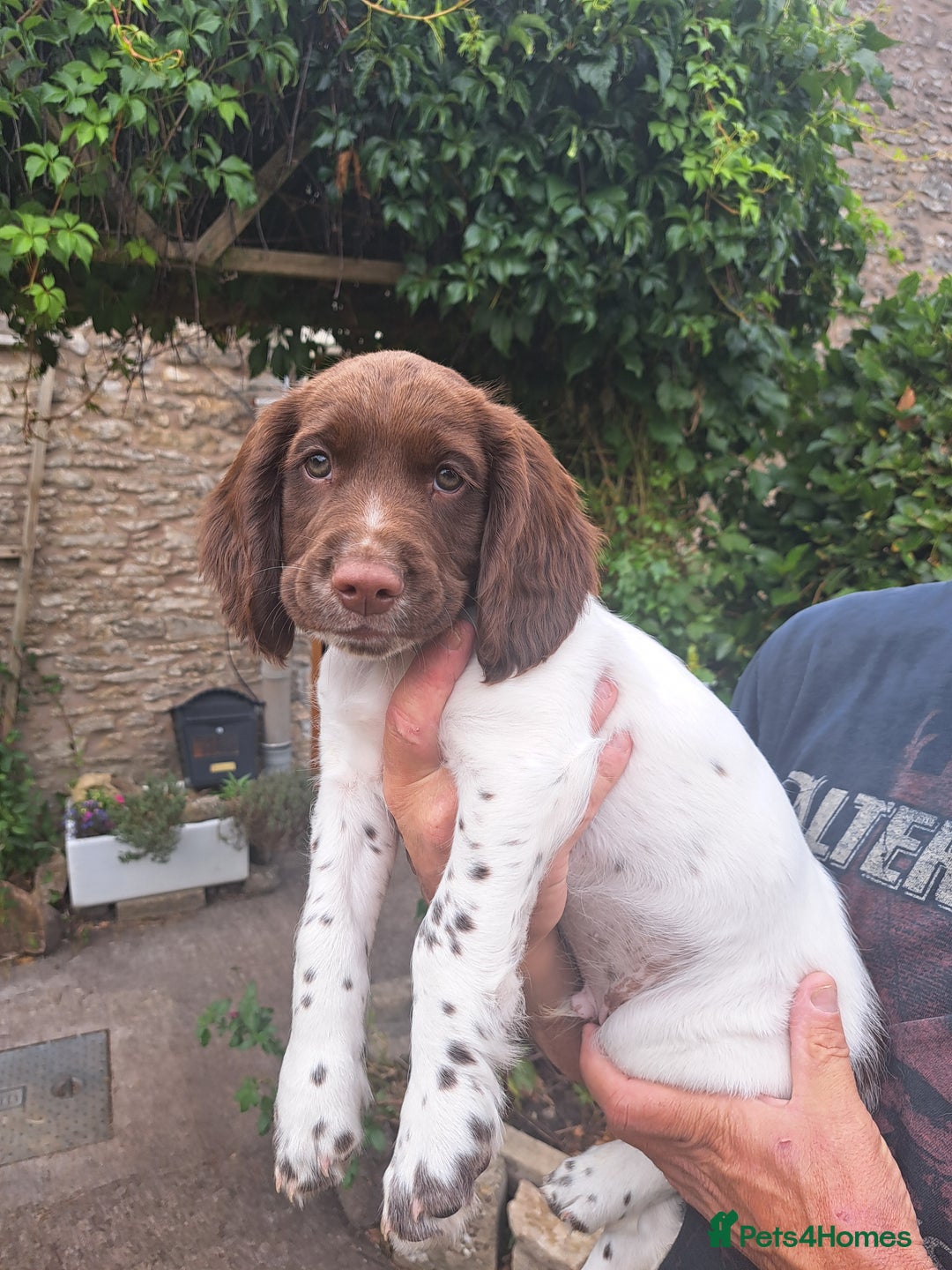 English Springer Spaniel dogs for sale: 1 male English liver/white springer puppy in Shepton Mallet - Image 1