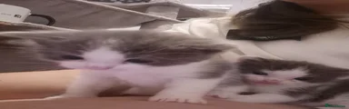 Loki