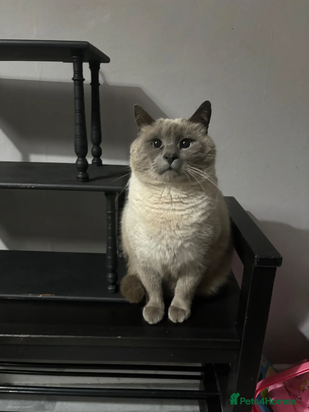 Mixed Breed cats for sale: Cats for rehoming - Advert 4