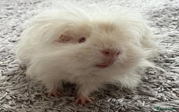 Guinea Pig rodents for sale: Purebred Lunkarya Guinea pigs - Image 2