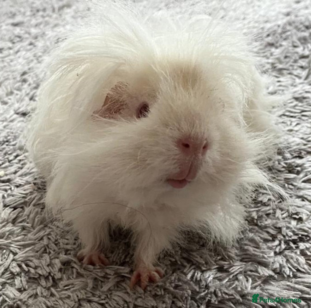 Guinea Pig rodents for sale: Purebred Lunkarya Guinea pigs - Image 2