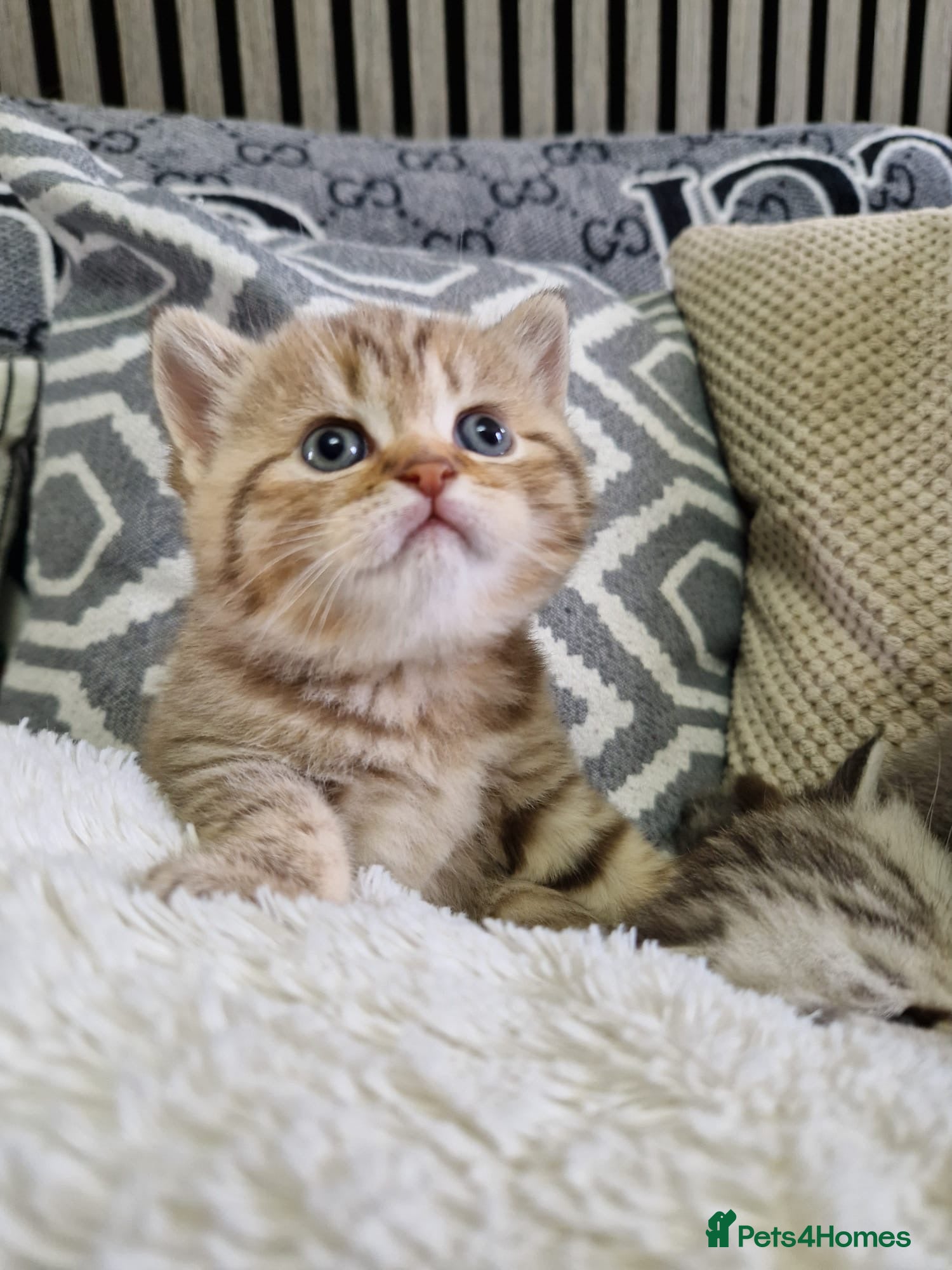 British Shorthair cats BSH kittens - Advert 2