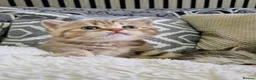 British Shorthair cats for sale: Last 2 kitten available  - Advert 18