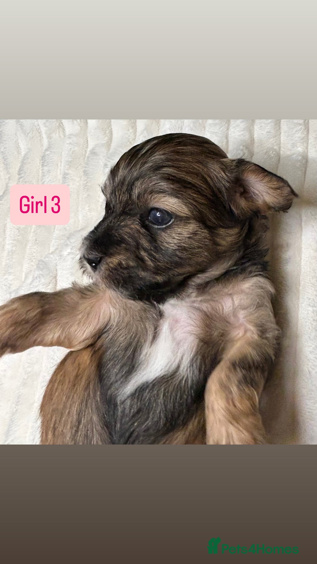 Havanese dogs for sale: 9 Beautiful Havanese Pedigree Puppies  - Advert 35