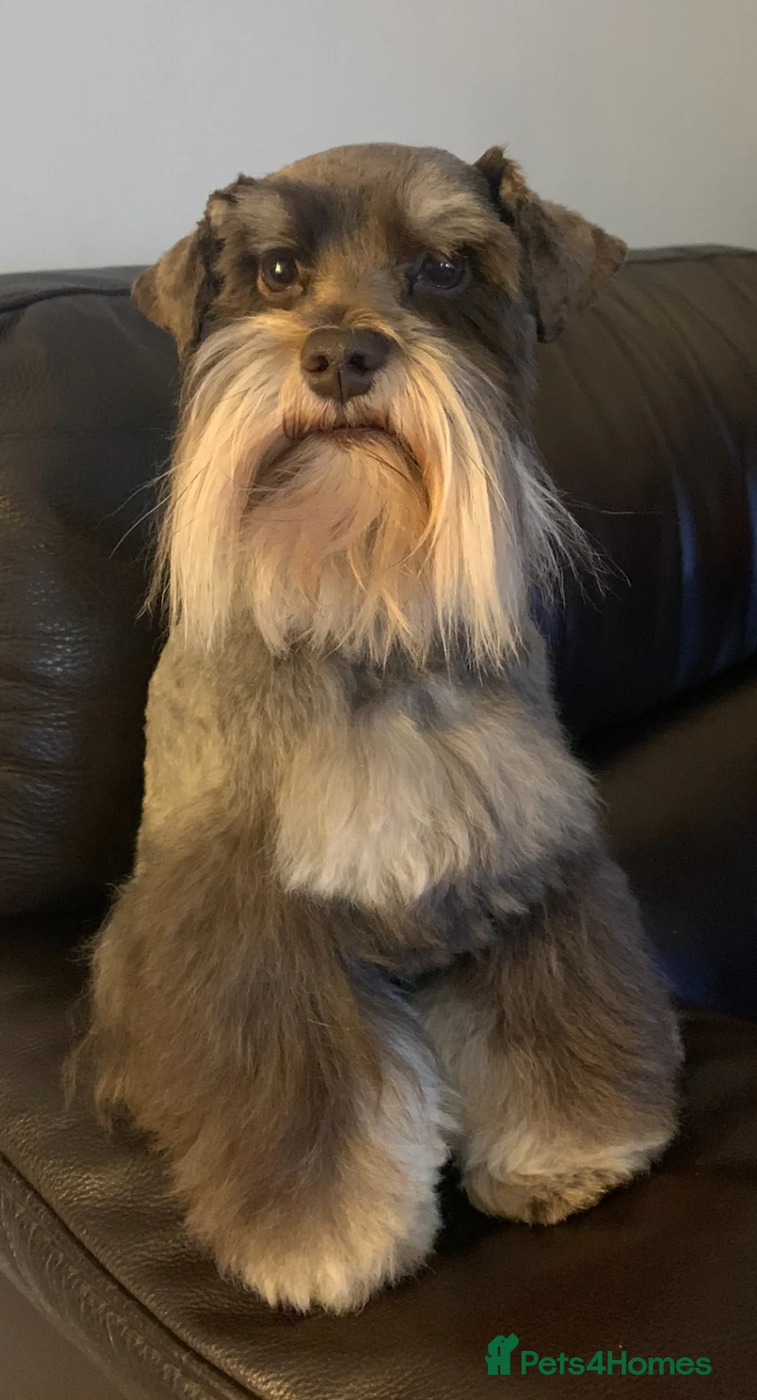 Miniature Schnauzer dogs for stud: KC REG Liver & Tan Miniature Schnauzer Stud - Advert 4