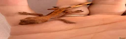Gecko reptiles for sale: Crested Gecko Babies - Advert 10
