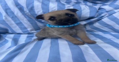 Mixed Breed dogs - Advert 11