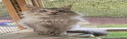 Maine Coon cats for sale: Retired Russian Stud - Advert 2