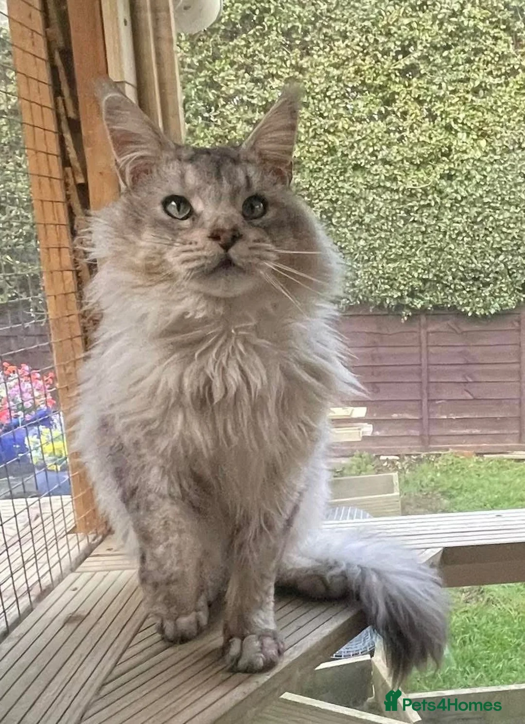 Maine Coon cats for sale: Retired Russian Stud - Advert 2